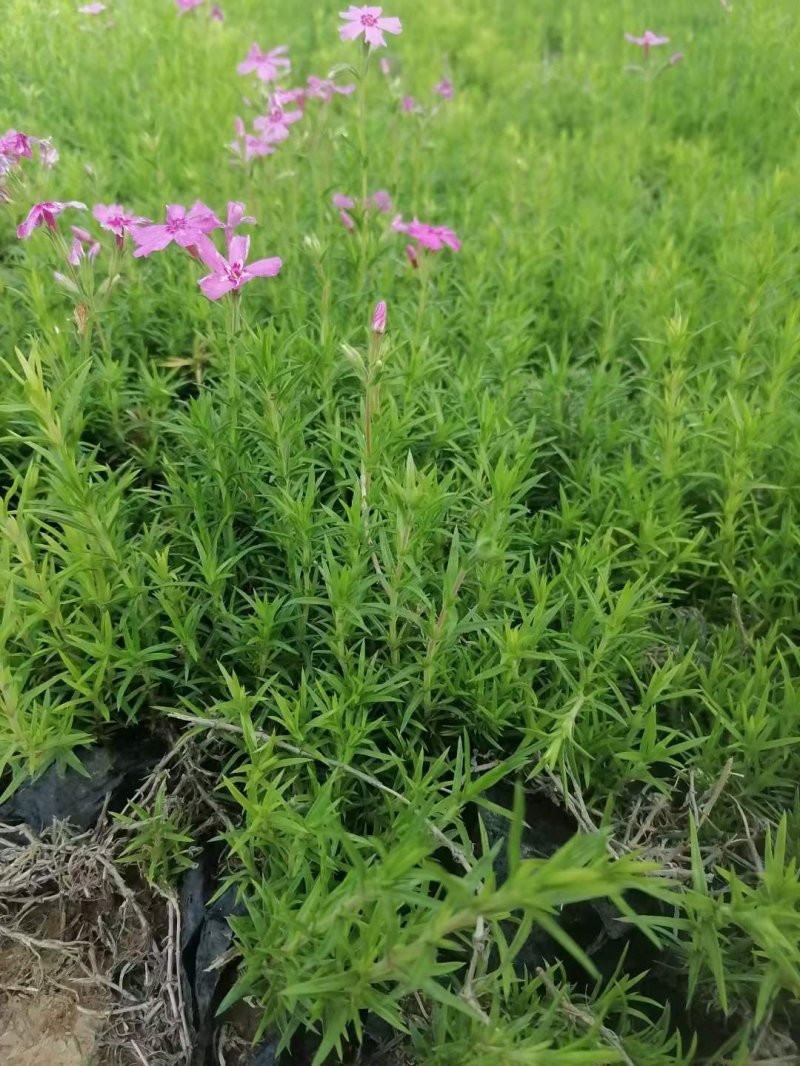 福祿考盆栽小苗 福祿考盆栽小苗