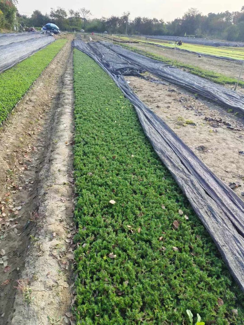 福祿考盆栽小苗 福祿考盆栽小苗