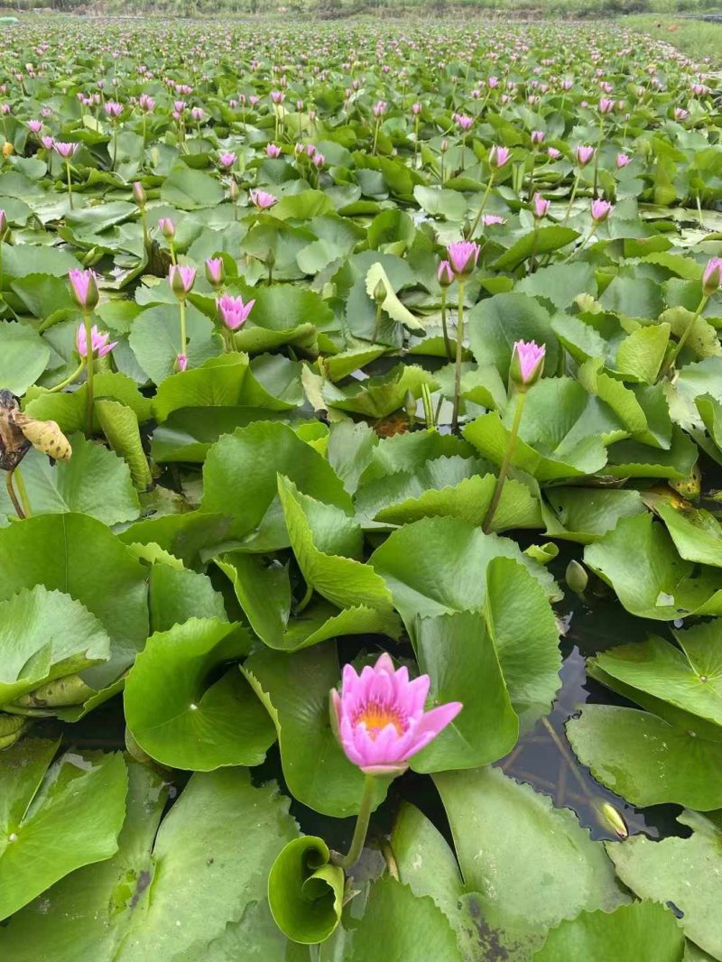 睡蓮花朵 睡蓮花朵