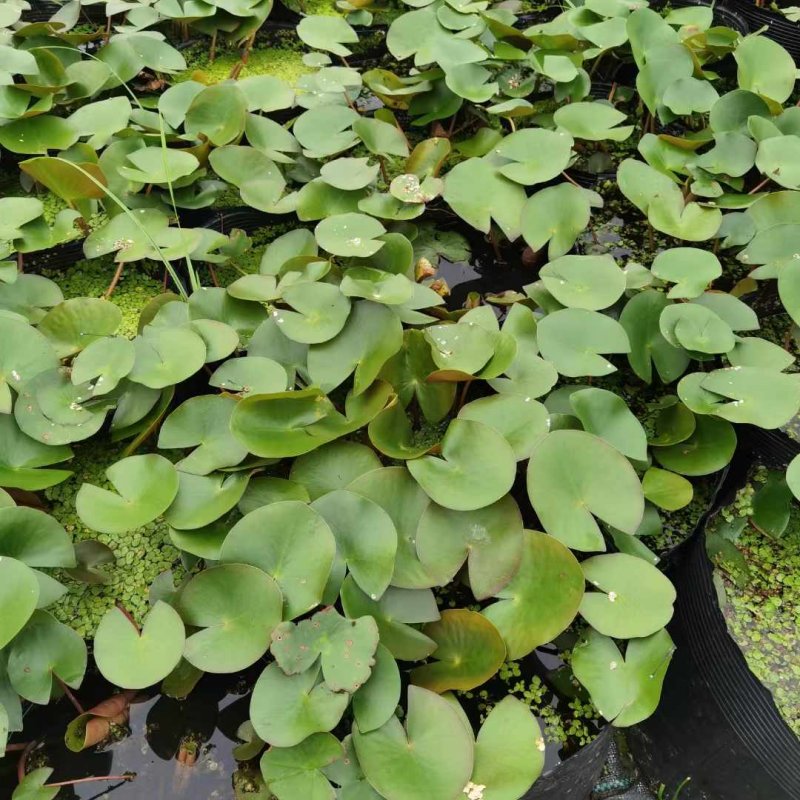 睡蓮盆栽盆苗 睡蓮盆栽盆苗