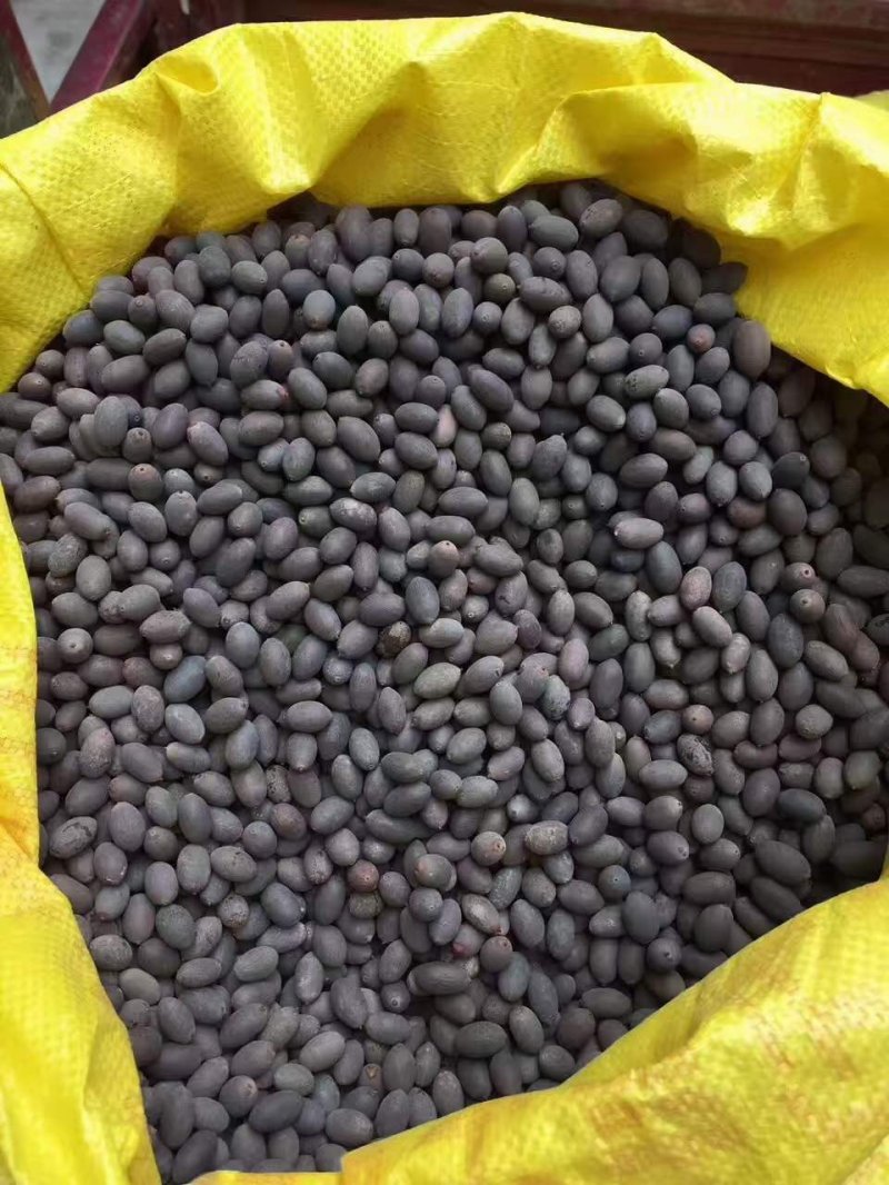 睡蓮種子 睡蓮種子