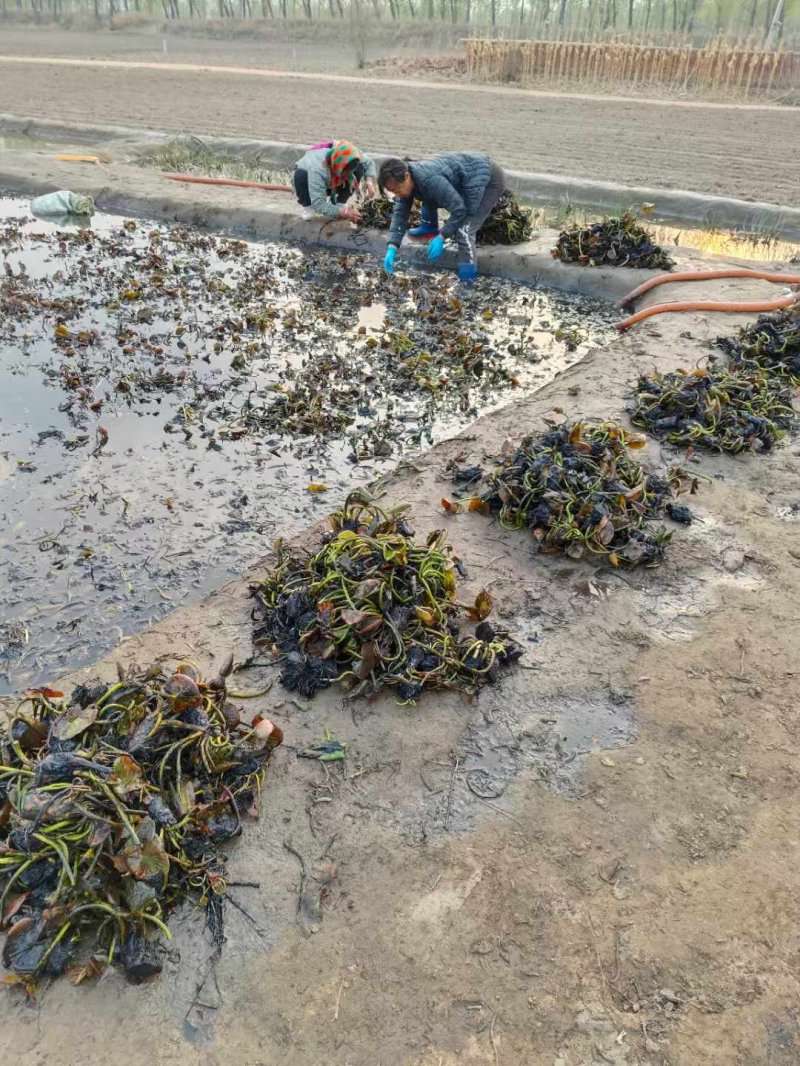 睡蓮根塊種苗 睡蓮根塊種苗