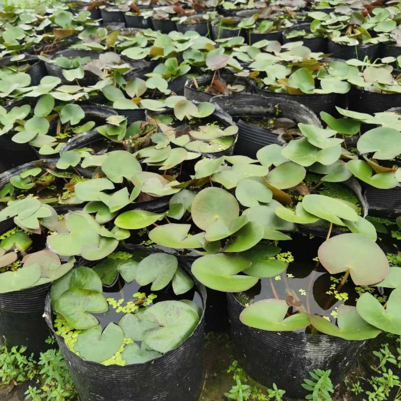 睡蓮盆栽盆苗 睡蓮盆栽盆苗