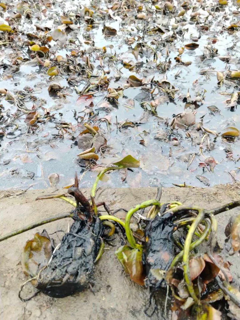 睡蓮根塊種苗 睡蓮根塊種苗