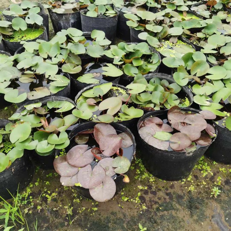 睡蓮盆栽盆苗 睡蓮盆栽盆苗