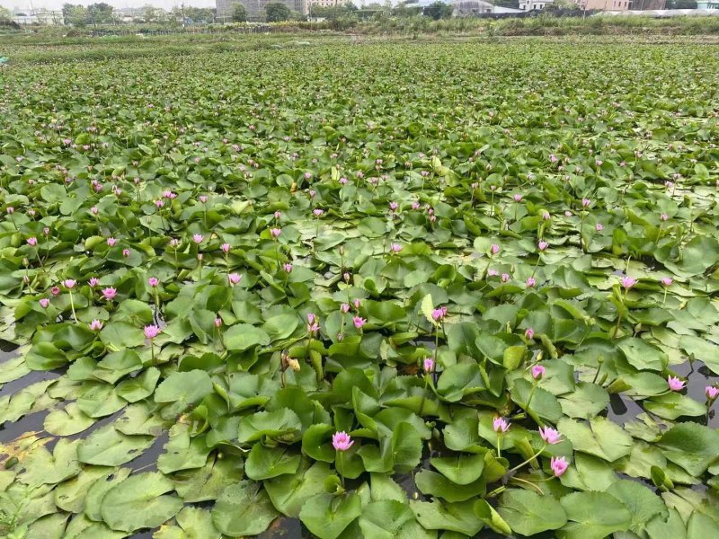 睡蓮苗種植基地 睡蓮苗種植基地