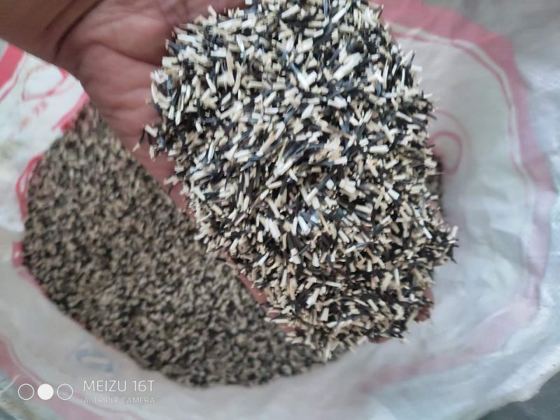 萬(wàn)壽菊種子