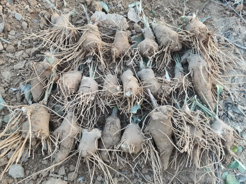 白術(shù)基地采收現(xiàn)場(chǎng)