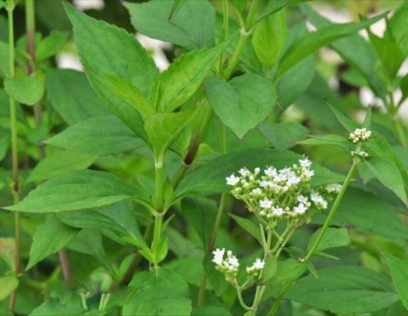 敗醬草種子綠草堤種業(yè)lvcaod.com