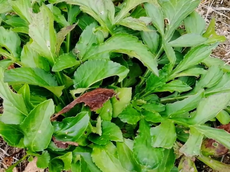 敗醬草綠草堤種業(yè)lvcaod.com