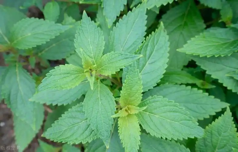 敗醬草種子綠草堤種業(yè)lvcaod.com