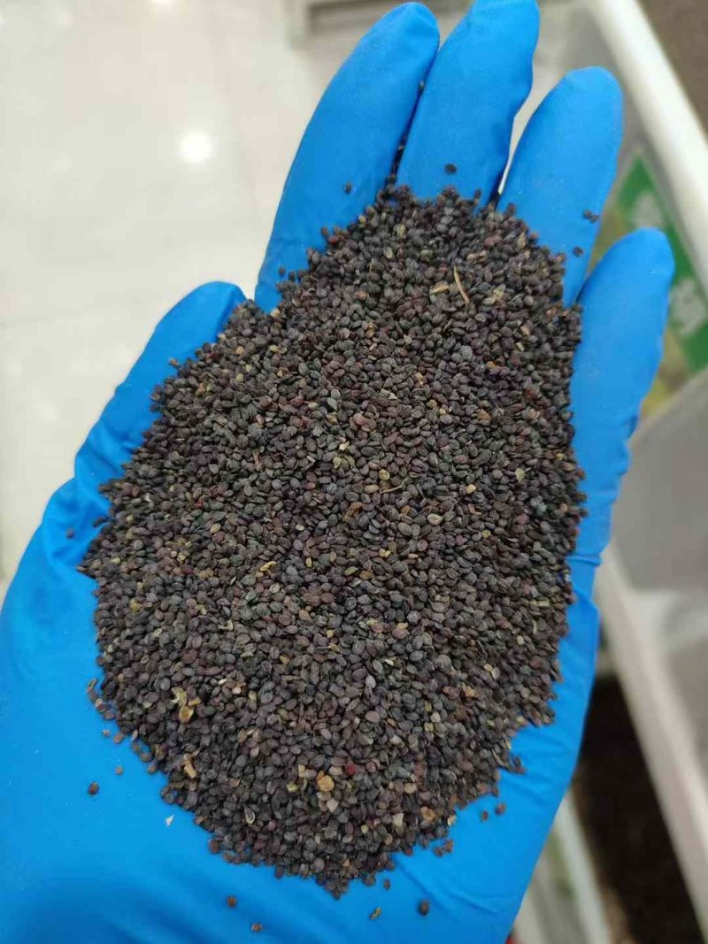 敗醬草種子綠草堤種業(yè)