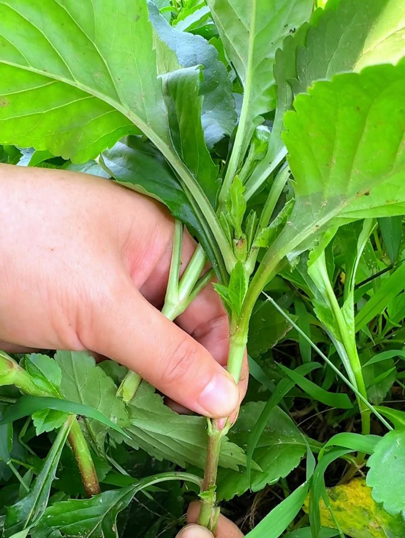 敗醬草種子綠草堤種業(yè)