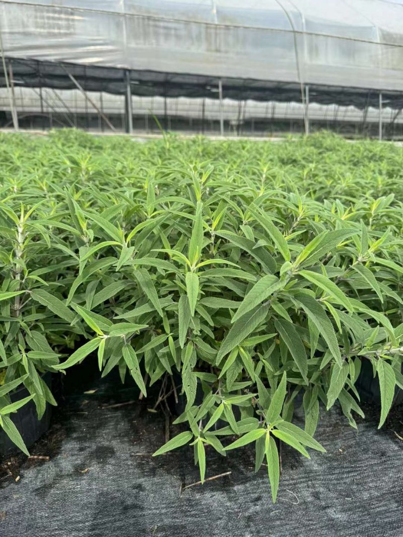 鼠尾草盆栽容器苗