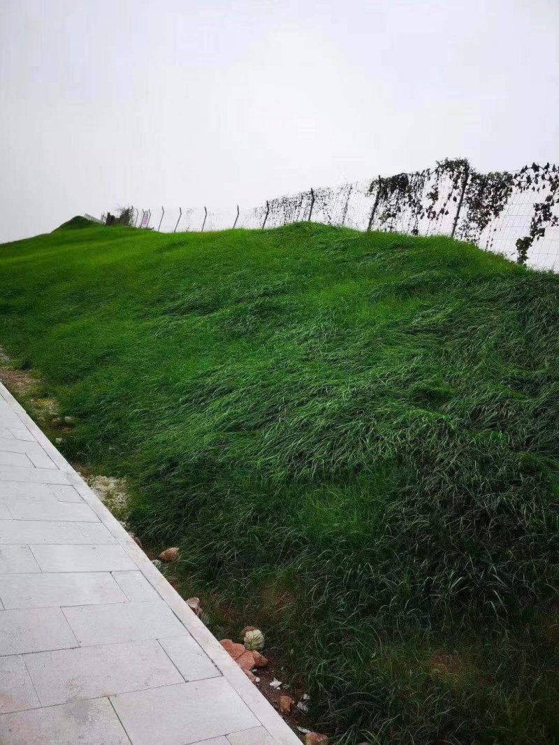 邊坡綠化防止水土流失