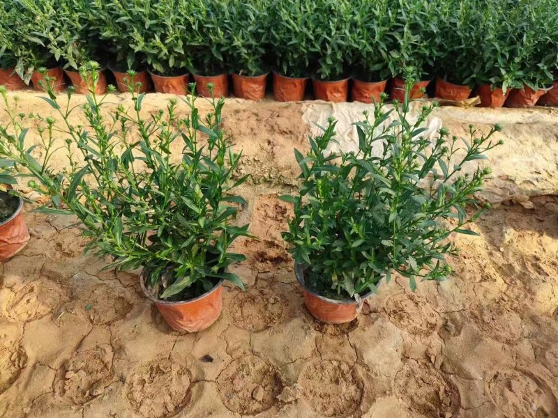 翠菊盆栽袋苗花苗