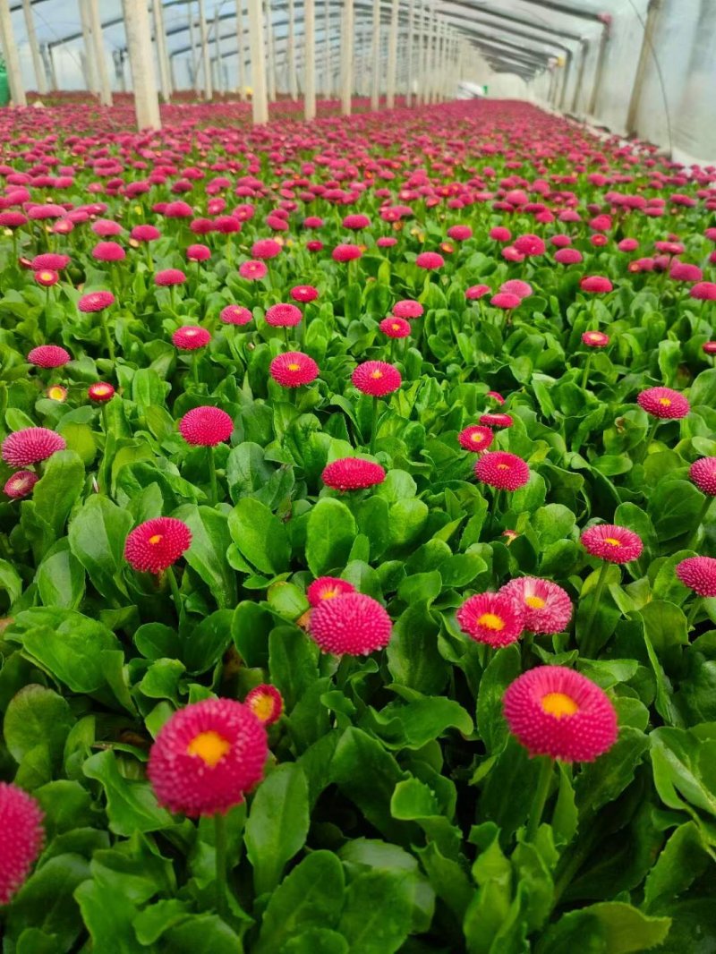 盆栽雛菊苗開(kāi)花圖片