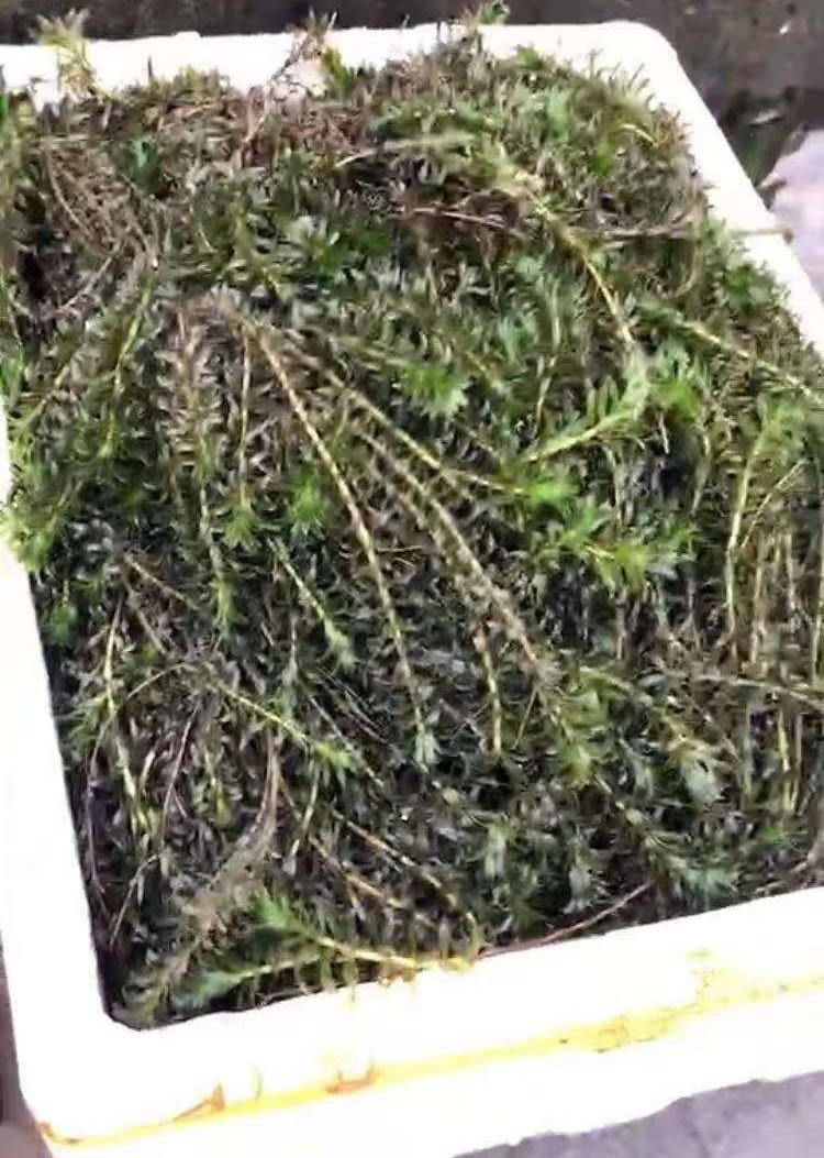 黑藻裝箱現(xiàn)場(chǎng)