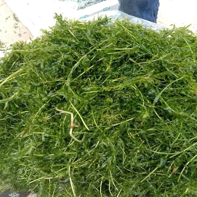 黑藻裝箱現(xiàn)場(chǎng)