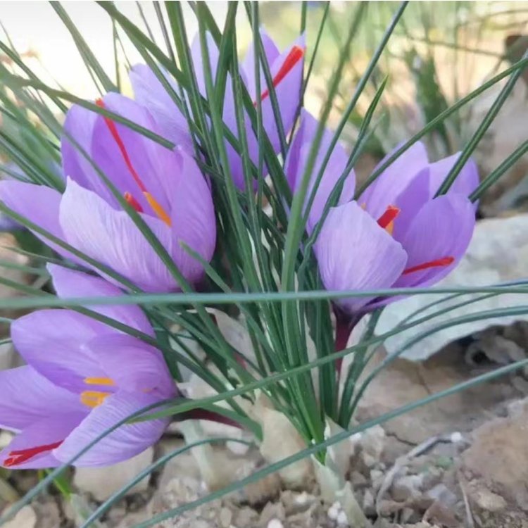 藏紅花開(kāi)花花朵葉子