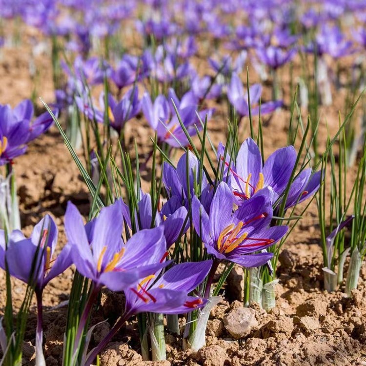 藏紅花開(kāi)花花朵葉子