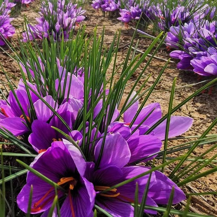 藏紅花開(kāi)花花朵葉子