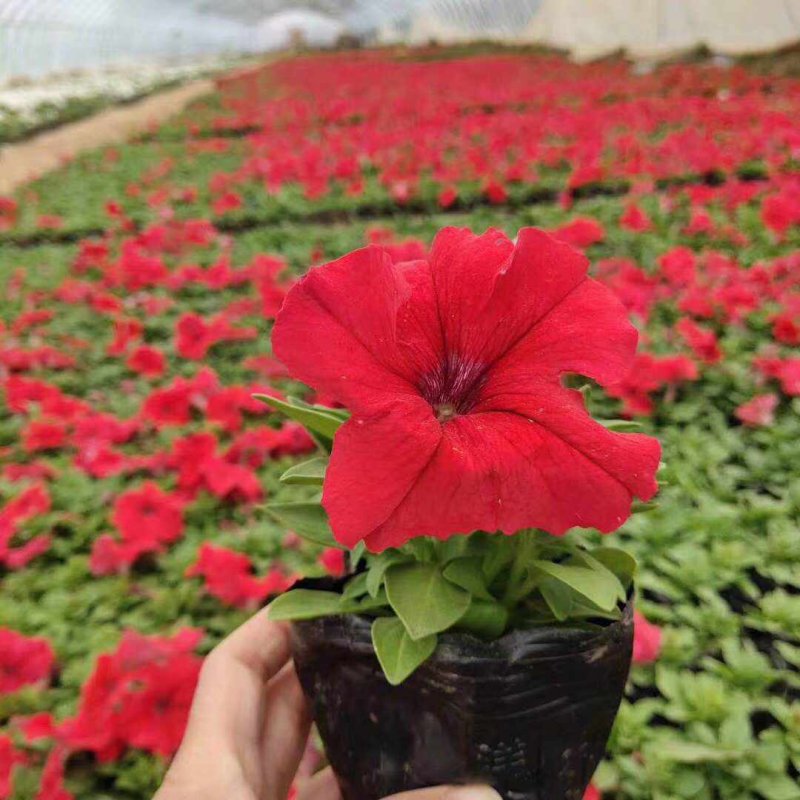 正紅大紅色矮牽?；ǘ?/>
</p>
<p style=