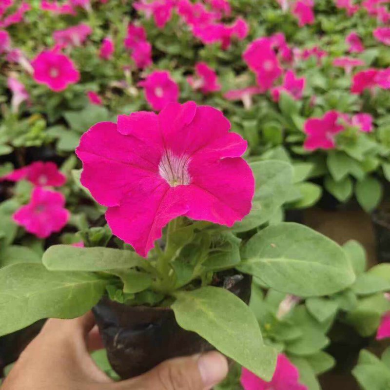 玫紅色矮牽?；绫缗柙?/>
</p>
<p style=