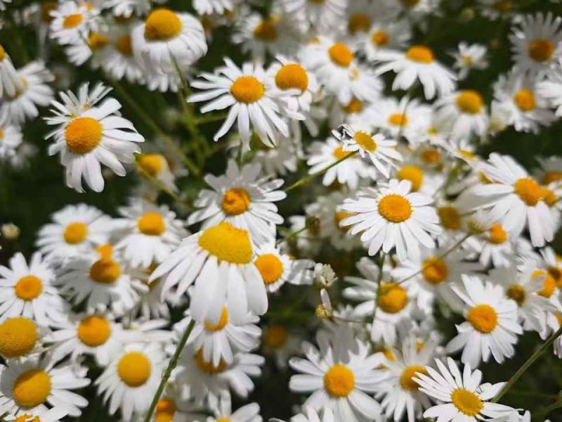 濱菊開(kāi)花花朵