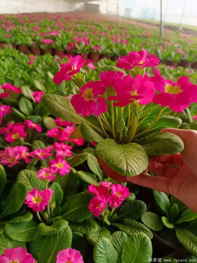 報春花種子種苗