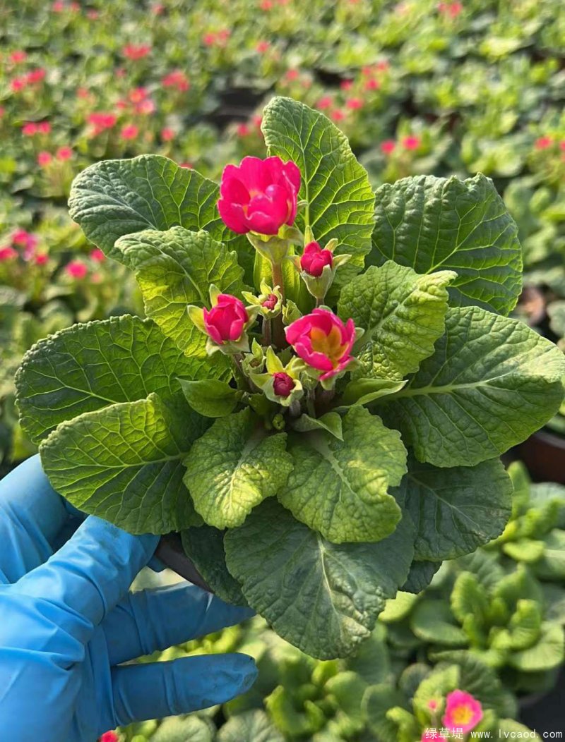 報春花種子種苗