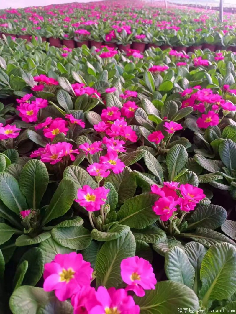 粉色玫紅色報春花