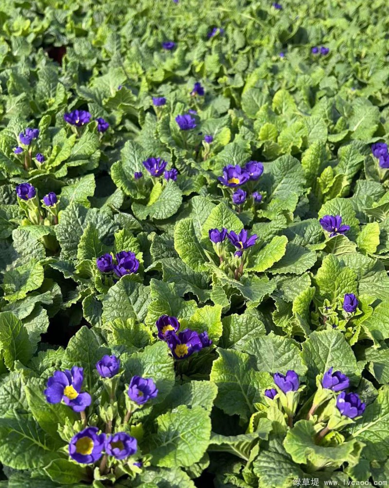 藍(lán)色紫色報春花