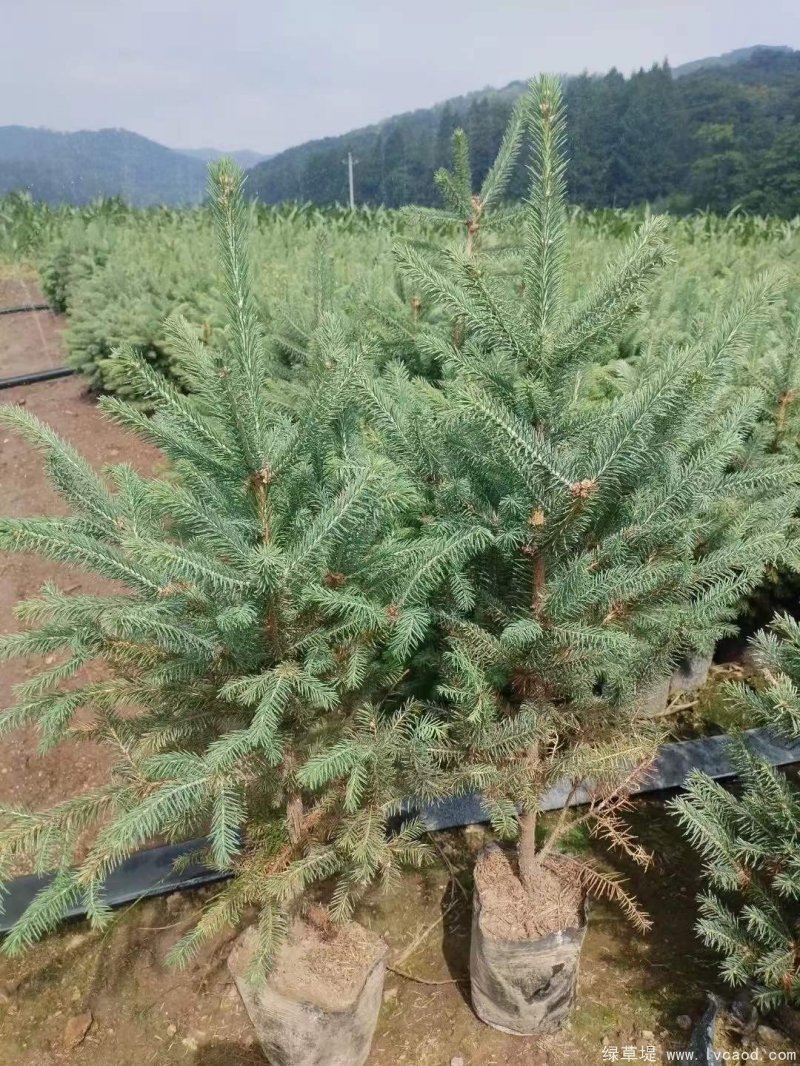 云杉圖片基地實(shí)拍