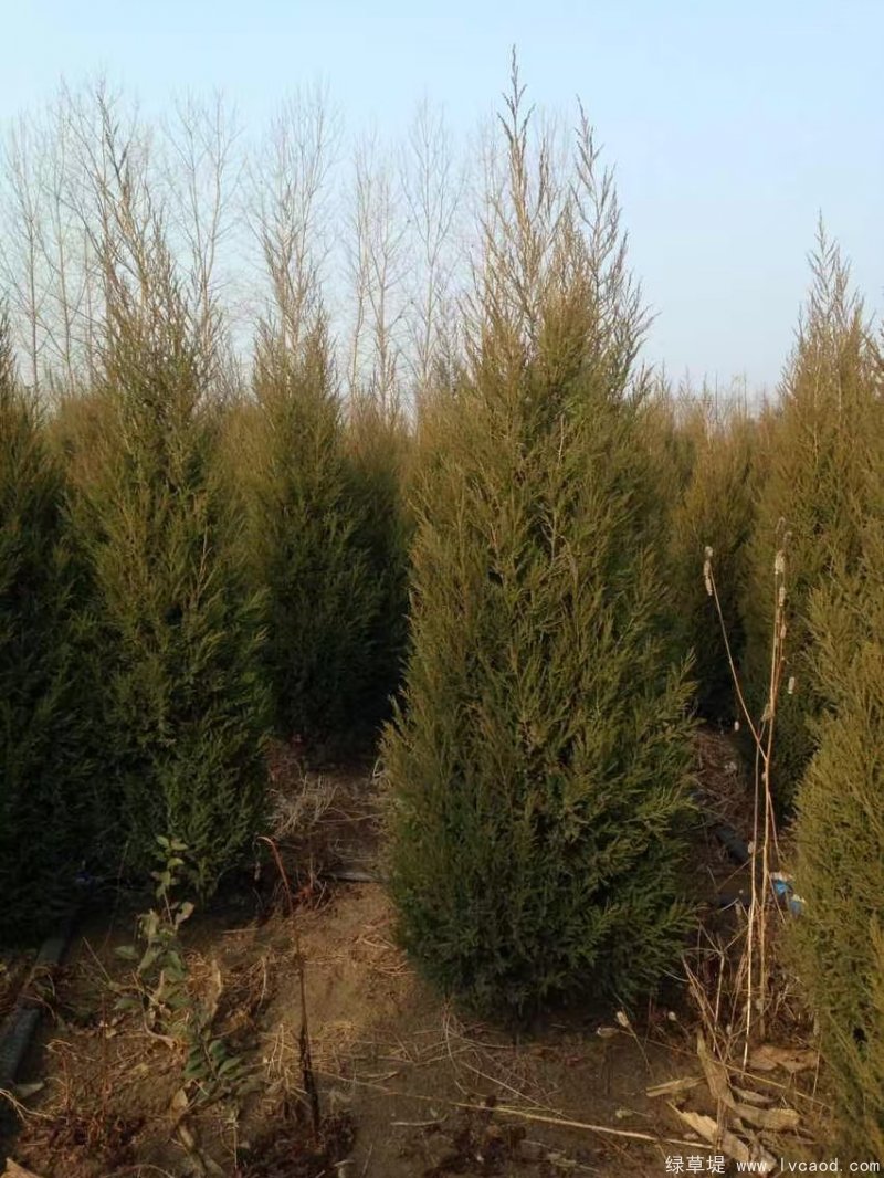 鉛筆柏圖片鉛筆柏基地實(shí)拍