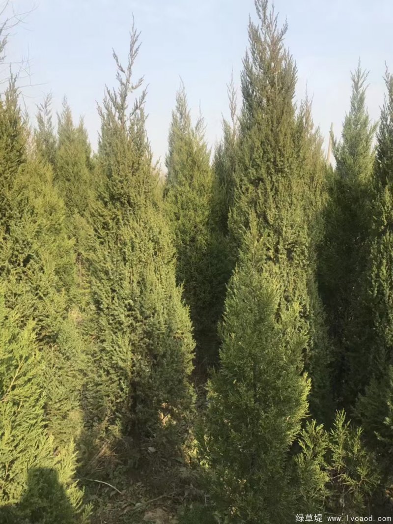 鉛筆柏圖片鉛筆柏基地實(shí)拍