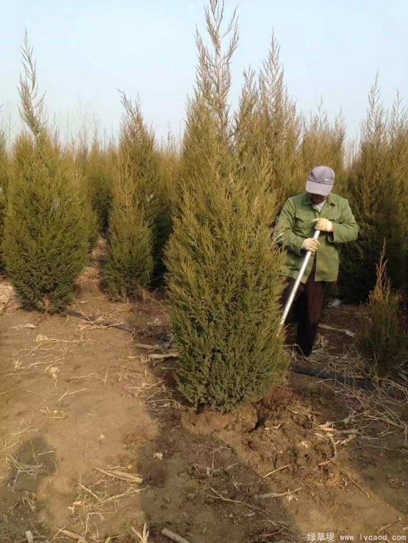 鉛筆柏圖片鉛筆柏基地實(shí)拍