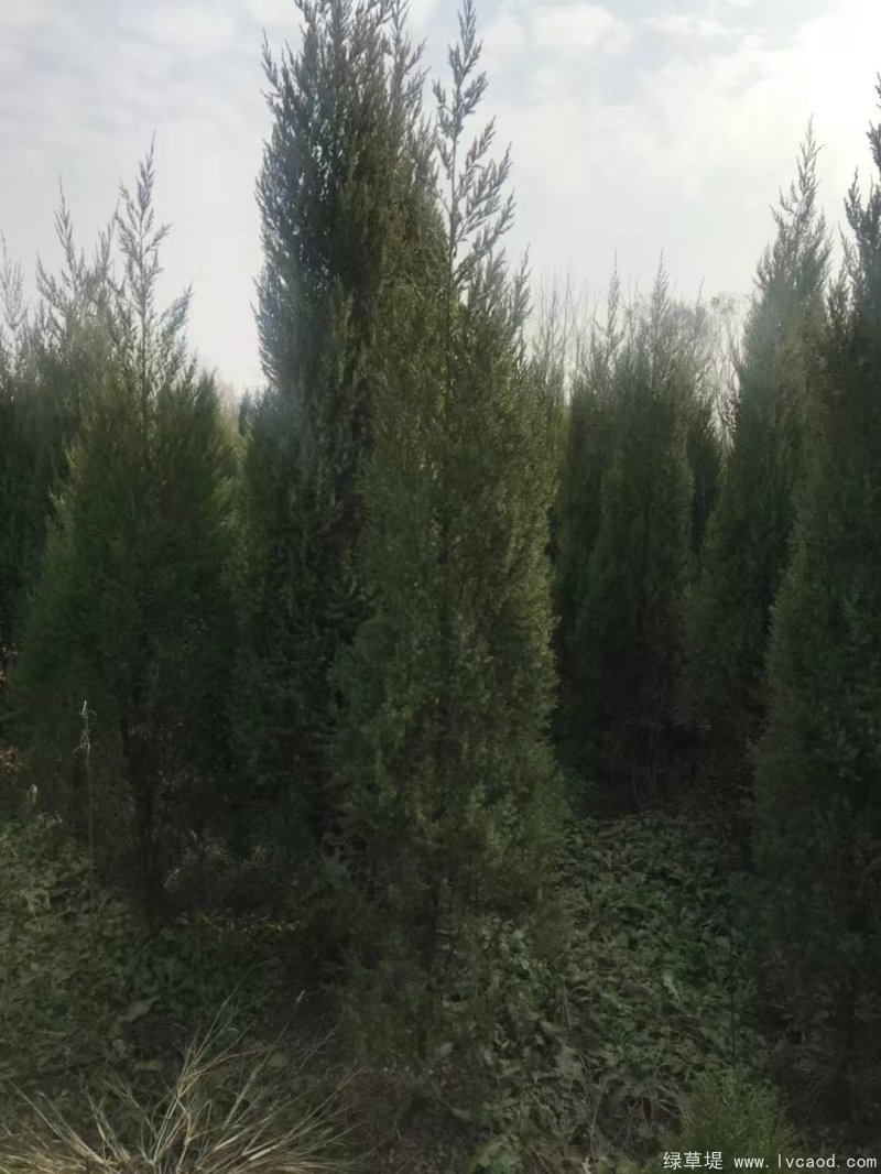 鉛筆柏圖片鉛筆柏基地實(shí)拍