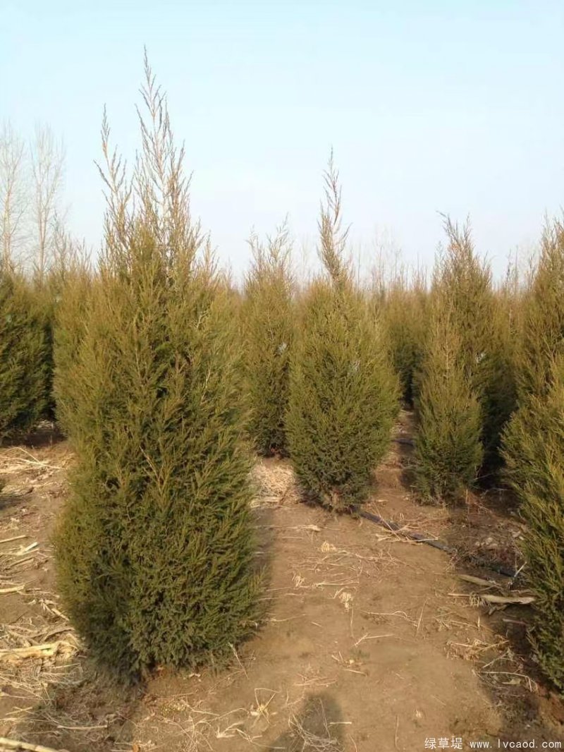 鉛筆柏圖片鉛筆柏基地實(shí)拍