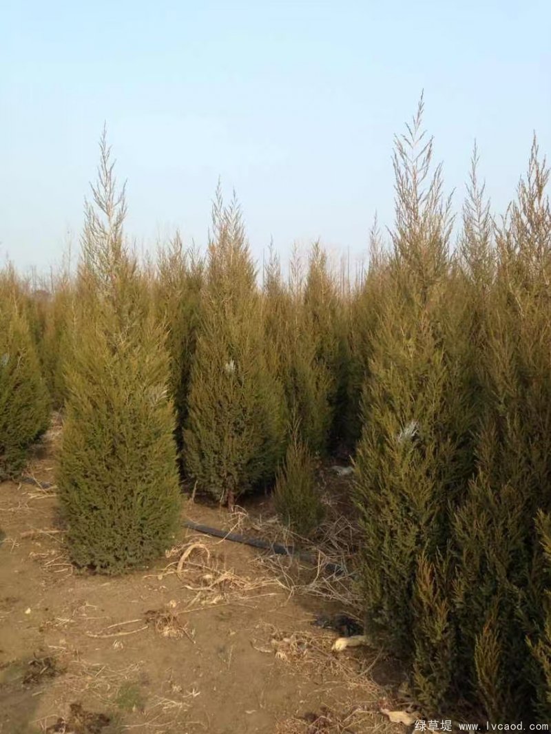 鉛筆柏圖片鉛筆柏基地實(shí)拍