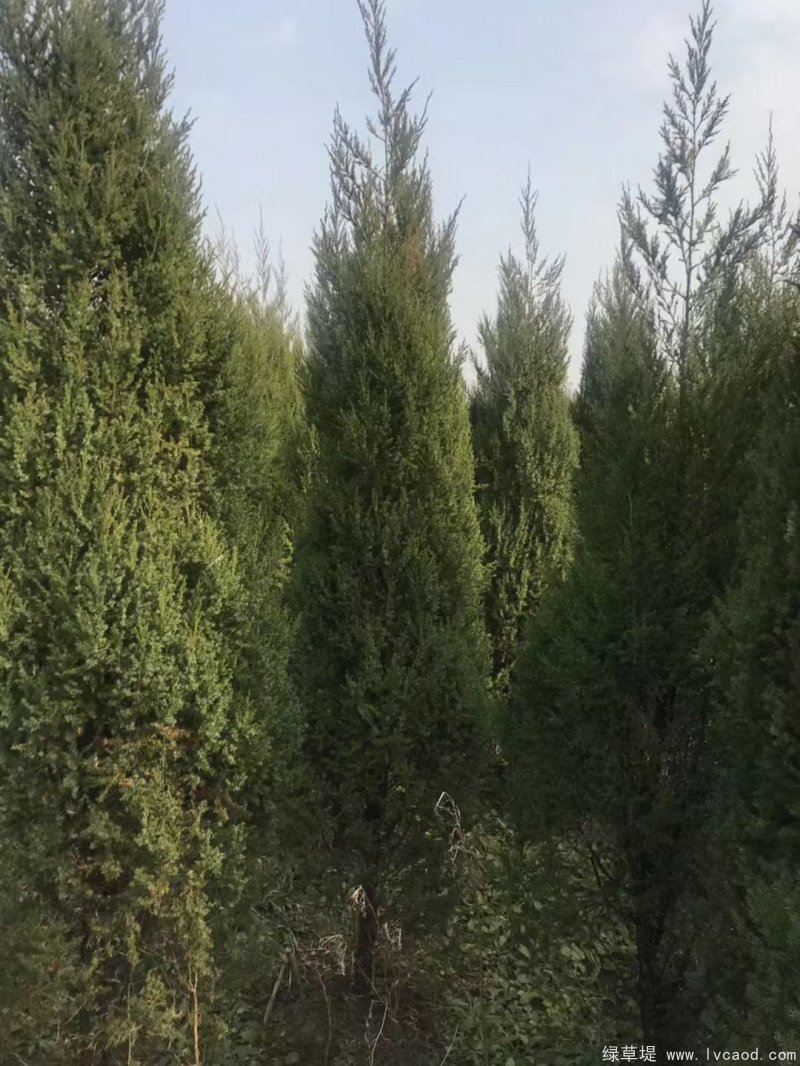 鉛筆柏圖片鉛筆柏基地實(shí)拍