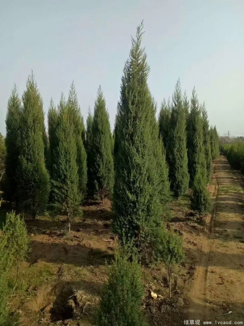 鉛筆柏圖片鉛筆柏基地實(shí)拍