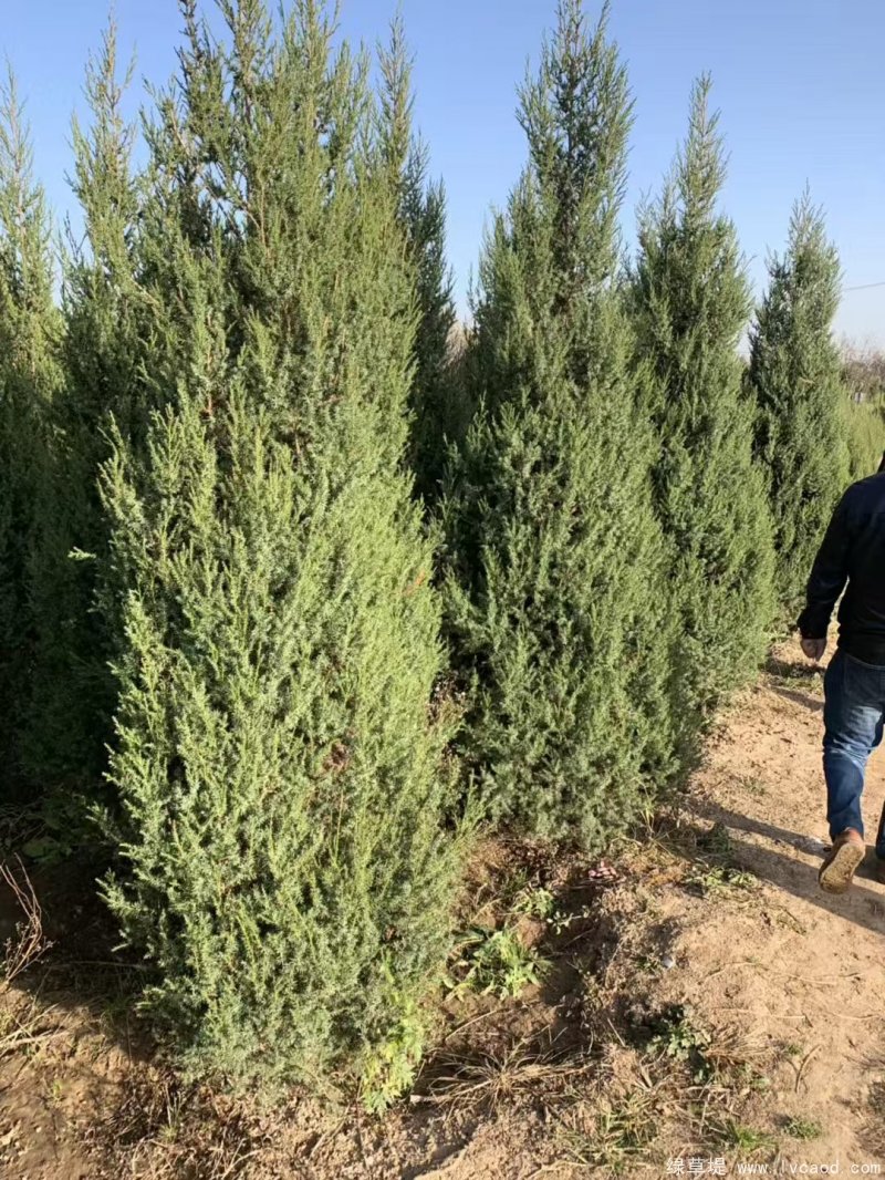 鉛筆柏圖片鉛筆柏基地實(shí)拍