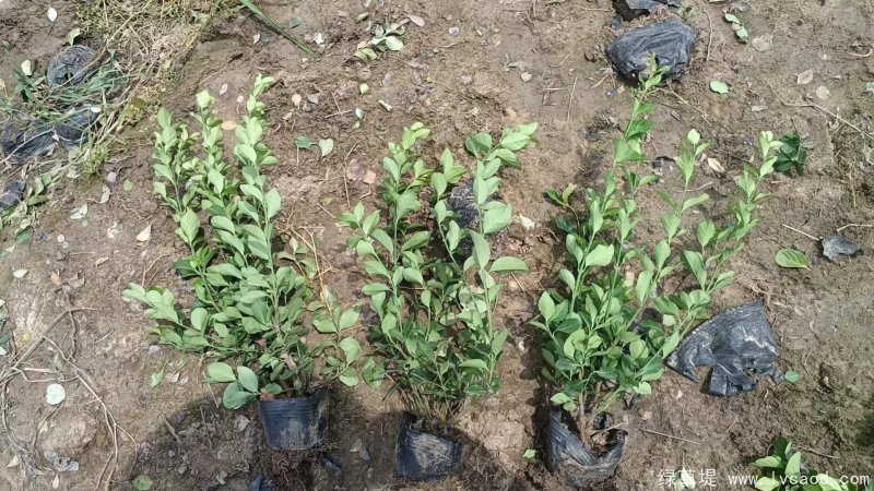 衛(wèi)矛苗大杯容器苗盆栽