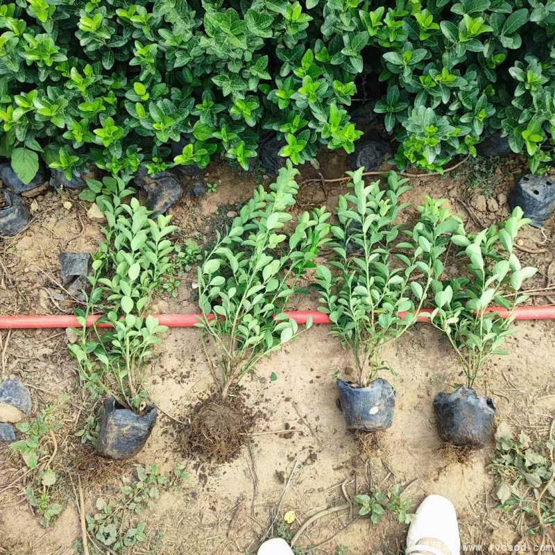 衛(wèi)矛苗大杯容器苗盆栽