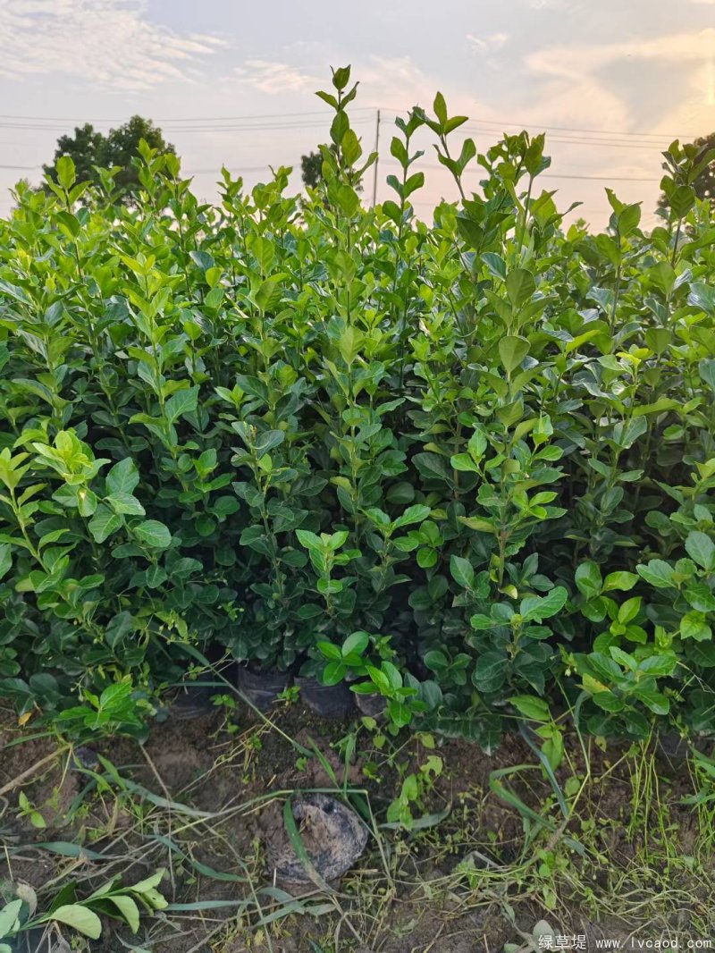 衛(wèi)矛苗大杯容器苗盆栽