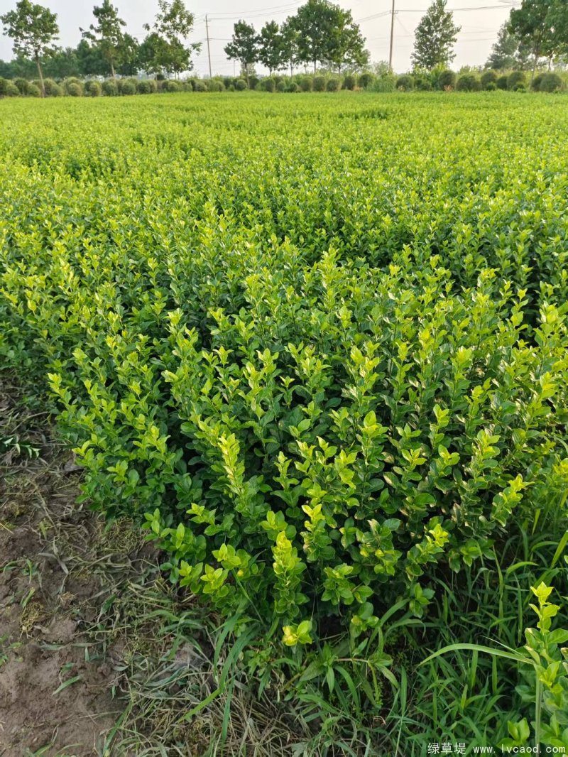 衛(wèi)矛苗大杯容器苗盆栽