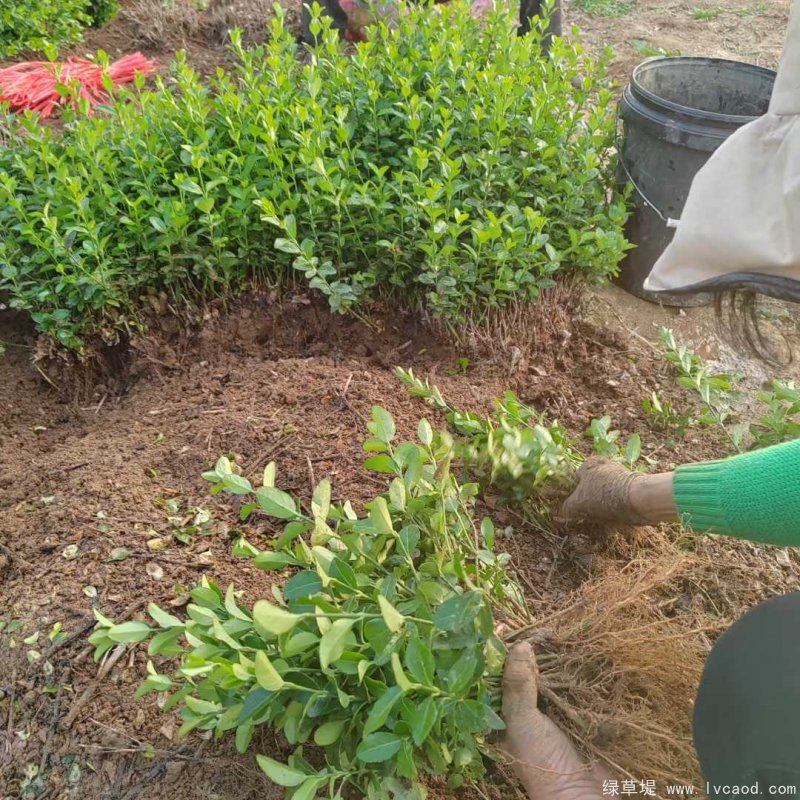 衛(wèi)矛苗裸根幼苗床苗
