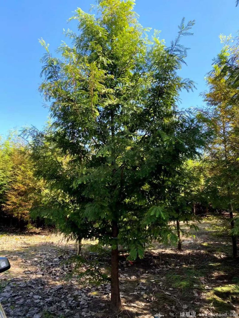 水杉樹落葉喬木行道樹