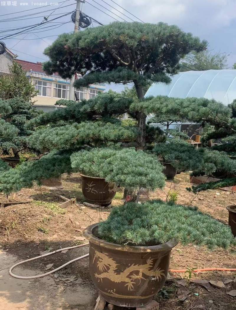 大阪松盆栽盆景造型